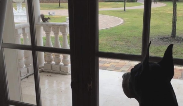 Ardilla 'engaña' a un perro a través de una puerta de vidrio
