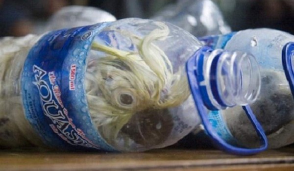 Descubren contrabando de cacatúas en botellas de agua  