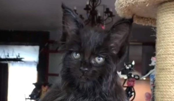 Un lindo gatito se vuelve viral por su aspecto 'humano'