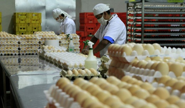 Avicultores hondureños exportarán huevo a El Salvador y Nicaragua