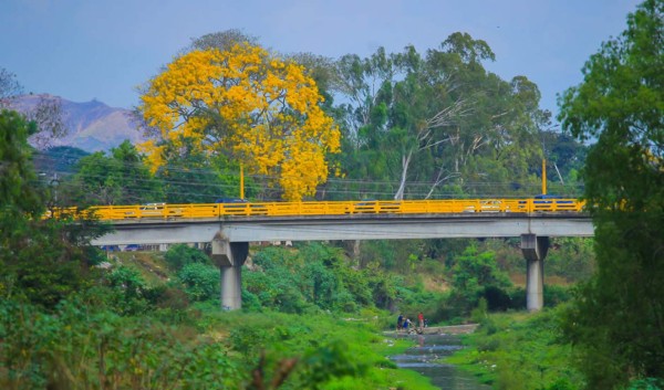 Con su espectacular floración, árboles de San Juan embellecen San Pedro Sula