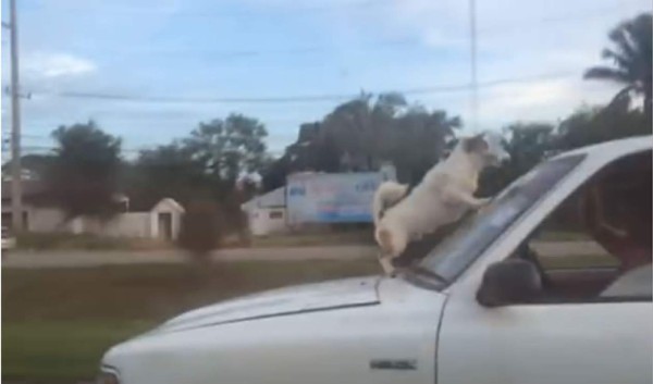 Video: El 'súper perro' al que le encanta viajar en el techo de los vehículos