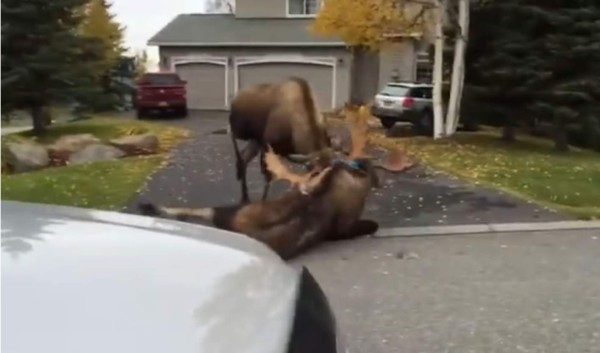 La pelea entre dos alces se vuelve viral