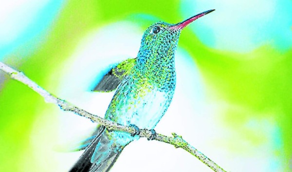 Protegerán hábitat del colibrí esmeralda