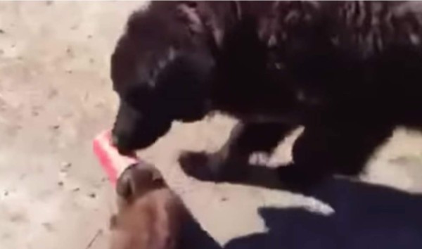 El momento cuando el perro le ayuda al gato a quitarle el vaso de su rostro. Foto YouTube.