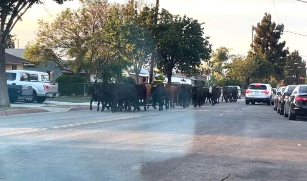 VIDEO: Manada de 40 vacas escapa de un matadero y desata el caos en un barrio