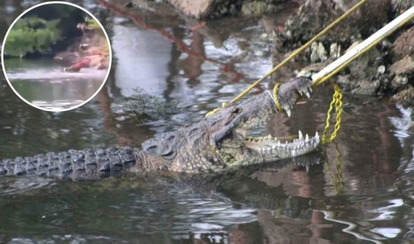 Cocodrilo gigante mata a mujer que lavaba ropa en una laguna