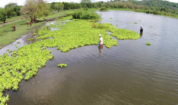 Todavía falta extraer lechuga del 80% de la laguna Jucutuma