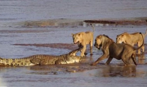 Video: Batalla a muerte entre un cocodrilo y tres leones por un banquete