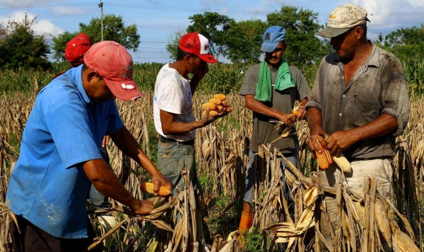 Condiciones climáticas elevan el precio del maíz en el mercado internacional