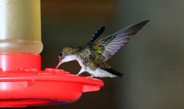 Panacam deslumbra a amantes de las aves