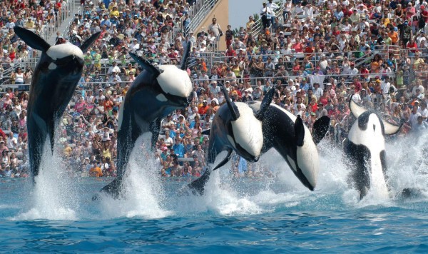Dejarán orcas de actuar en SeaWorld