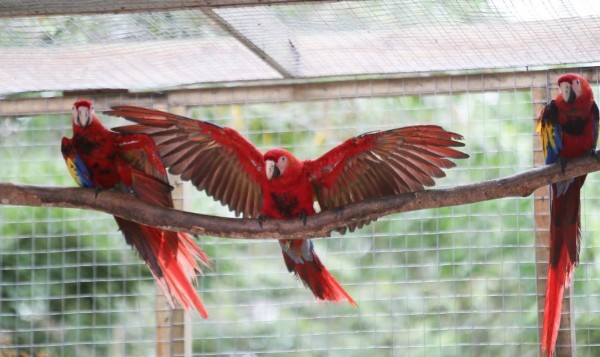 Internautas disfrutan recorrido por parque de aves en Guacamaya Fest