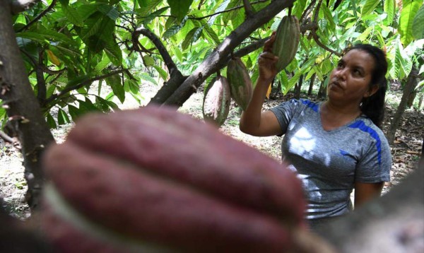 El cacao siembra esperanzas de mejor calidad de vida para hondureños