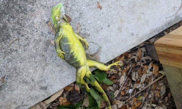 Alerta en Florida: te puede caer una iguana congelada en la cabeza