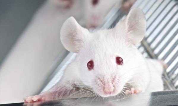 Científicos convierten ratones en 'zombies asesinos” con un láser