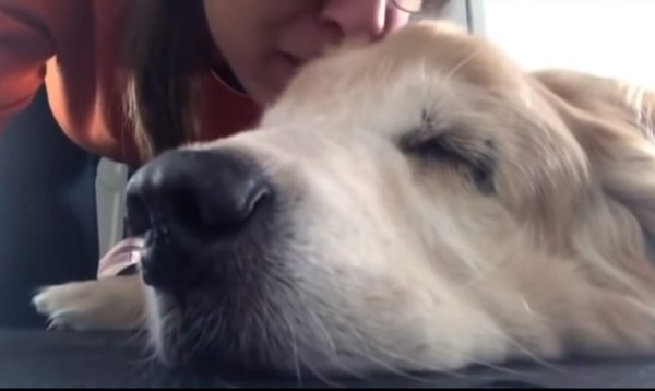 Periodista le canta 'Hasta el final' a su perro en agonía