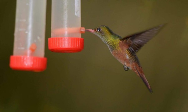 Avituristas encontraron una nueva especie de colibrí