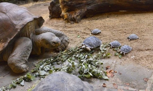 Roban 123 crías de tortugas gigante en Galápagos