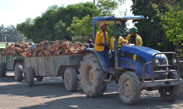 Palmeros limitados por el poco acceso a créditos