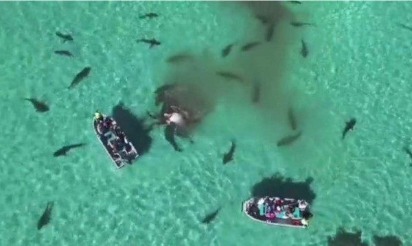 Festín de tiburones en Australia, a vista de drone