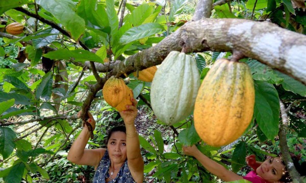 Impulsan la ruta del cacao en el Lago