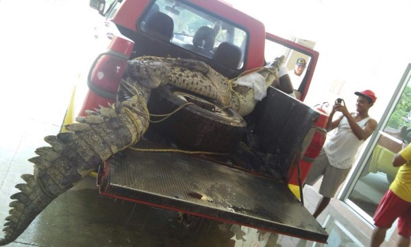 Un cocodrilo venía en basura que llega a playas de Omoa