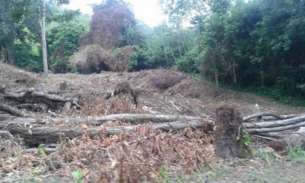 Tala y deforestación acaban con cuencas de ríos en La Ceiba