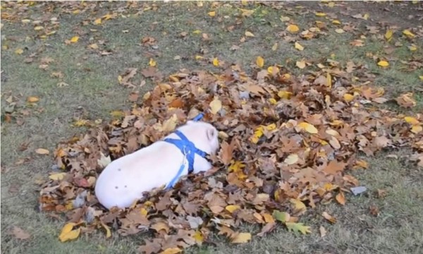 Cerdo se vuelve loco jugando con hojas