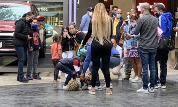 Viral: Mujer se pasea con un tigre de Bengala en centro comercial y provoca enorme caos