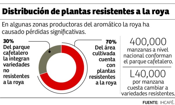 Caficultores enfrentan nueva caída en precio del aromático