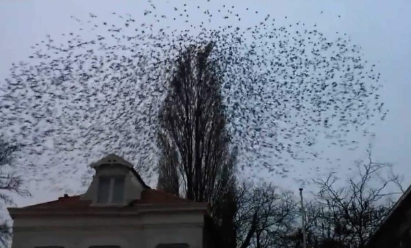 El momento cuando las aves se dispersaron como esquirlas de una bomba. Foto YouTube.