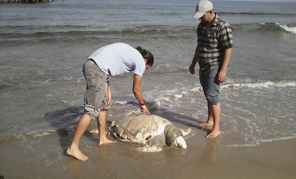 Matan una tortuga de carey para hacer artesanía en Tela