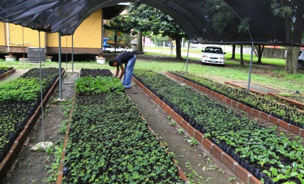 Autoridades invertirán L150,000 en reforestar de El Merendón