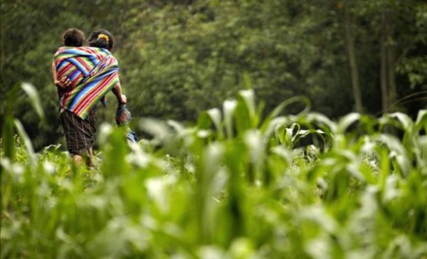 FAO brindará asistencia a afectados por sequía en Guatemala