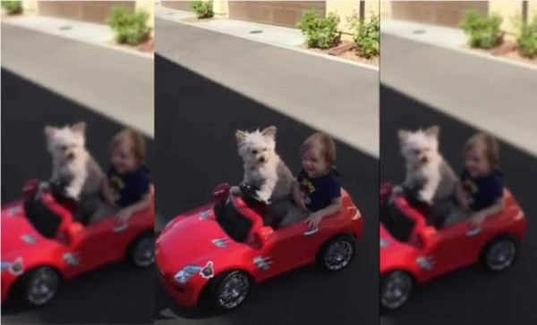 Lindo cachorro pasea a su amo en pequeño auto