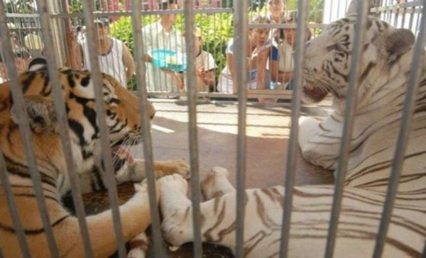 Tigre de bengala ataca a niño de 11 años en circo de Nicaragua