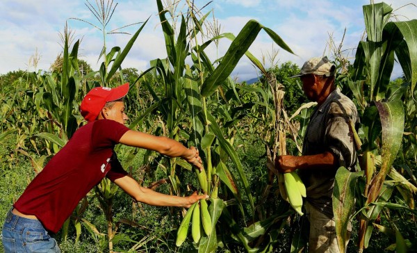 La SDE garantiza estabilidad de precios en granos