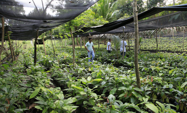 Honduras con potencial para cultivar cacao de alta calidad