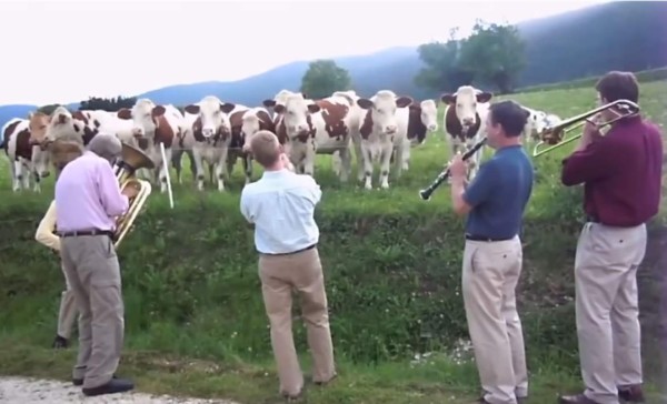 Vacas son atraídas por el ritmo de jazz