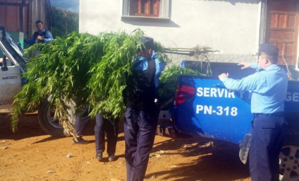 Encuentran plantación de marihuana y caen sus propietarios