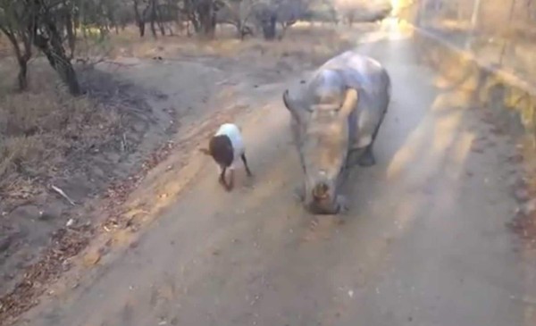 Este rinoceronte bebé fue encontrado meses atrás junto al cuerpo de su madre, asesinada por cazadores. Foto YouTube.