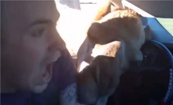 En el video se observa al camello meter la cabeza a través del hueco de la ventana del auto para robarle la comida al turista que se encontraba de paseo con su familia. Foto YouTube.