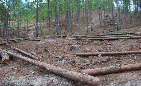 Discutirán efectos del cambio climático para la reducción del daño ambiental