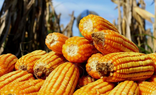Gobierno autoriza importación de 545 mil quintales de granos básicos