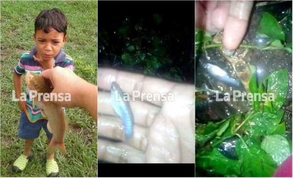 Video de la sorprendente lluvia de peces en Yoro