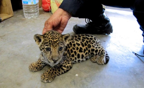 Hallan cría de jaguar en paquete enviado a aeropuerto mexicano