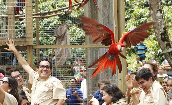 Algarabía en Copán tras liberación de 12 guaras rojas