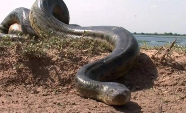 Video viral: enorme anaconda sale de la playa y turistas huyen despavoridos