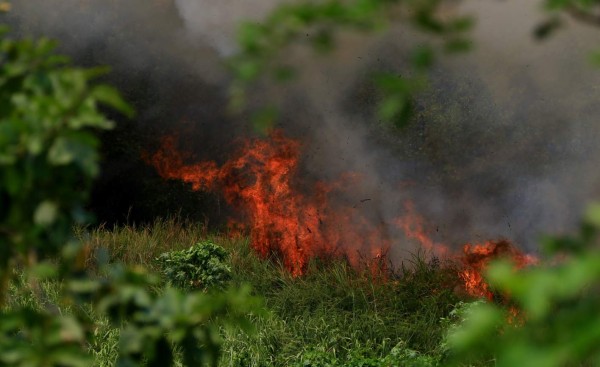 En solo una semana reportaron 49 incendios forestales